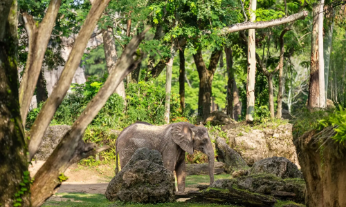 imgi_201_Kilimanjaro-Safaris_Full_56431 (1)